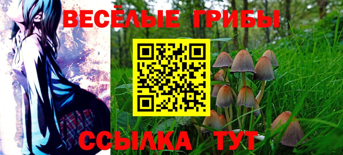Псилоцибиновые грибы Psilocybine cubensis Гусев